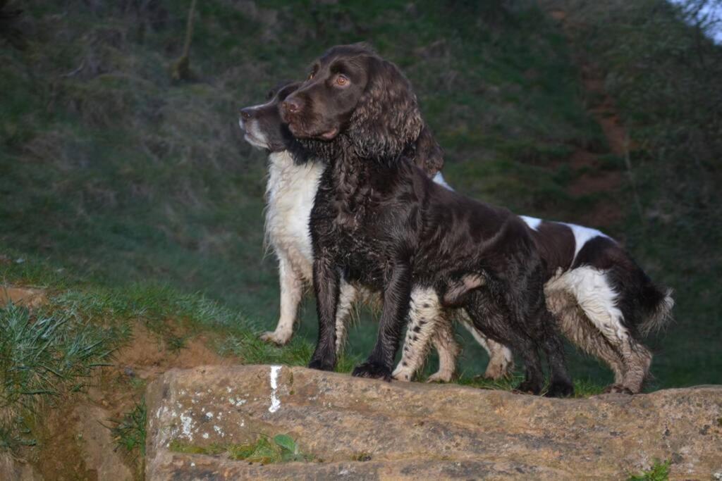 Spaniel Cottage With Views Of Ham Hill, Stoke Sub Hamdon Martock Exterior foto